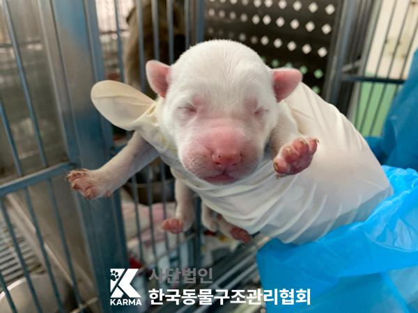 한국동물구조관리협회_441406202500220